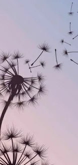 Serene dandelion silhouette on a pastel gradient background wallpaper.