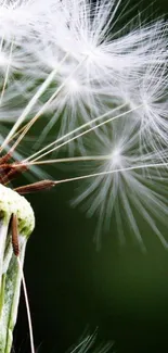 Close-up of elegant dandelion seeds with green background for mobile wallpaper.