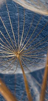 Close-up of elegant dandelion seeds on a deep blue background.