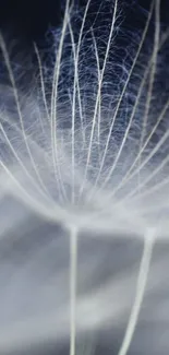 Close-up of delicate dandelion seed against dark blue background.