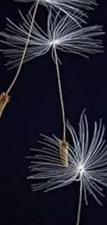 Floating dandelion seeds on a black background wallpaper.