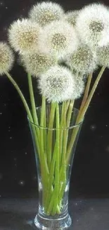 Fluffy dandelions in a clear vase against a dark background.