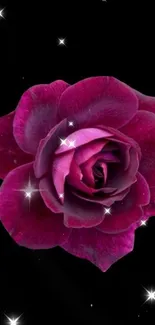 Dark pink rose on black background wallpaper.