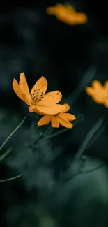 Elegant dark floral wallpaper with vibrant orange flowers.