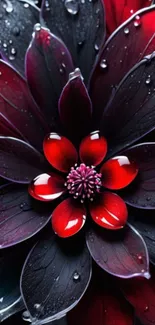 Dark red flower with dewdrops and black petals, perfect for phone wallpaper.