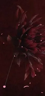 Dark red chrysanthemum on a deep background wallpaper.