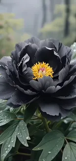 Black peony with yellow center surrounded by leaves and dew drops.