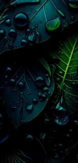 Dark green leaf wallpaper with water droplets on leaves