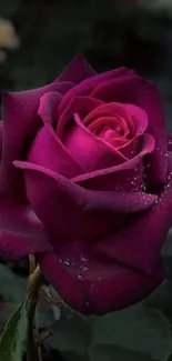 Dark purple rose with water droplets on petals.