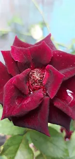 Close-up of a vibrant dark red rose with green leaves.