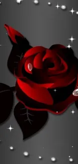 Dark red rose with pearls on black background.