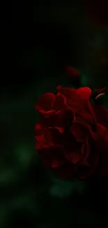 Vibrant dark red rose with a lush black background.