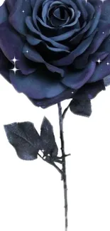 Elegant dark purple rose with sparkling highlights.