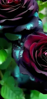 Dark red roses with vibrant green leaves wallpaper.