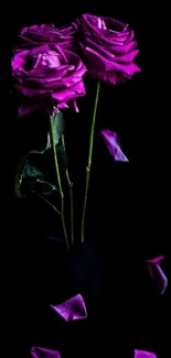 Dark wallpaper with vibrant purple roses.