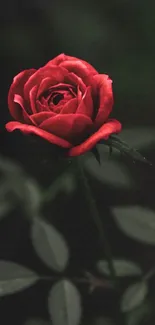 A vibrant red rose on a dark, elegant background.