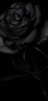 Dark, elegant rose on black background, perfect for a minimalistic mobile wallpaper.