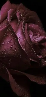 Dark rose with dewdrops on petals, elegant wallpaper.