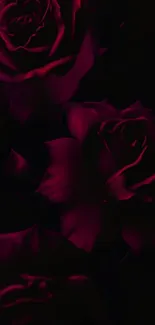 Dark red rose petals in a mysterious composition.