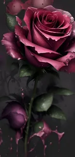 Elegant dark rose with water droplets on petals.