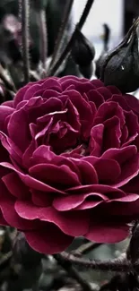 Deep purple rose mobile wallpaper with elegant floral design.