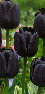 Dark purple tulips in a lush garden setting.