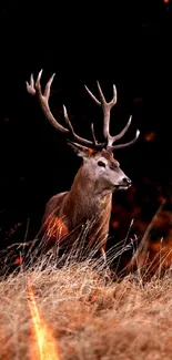 Majestic deer standing in autumn field with vivid orange hues.