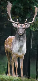 Elegant deer standing in a lush forest.