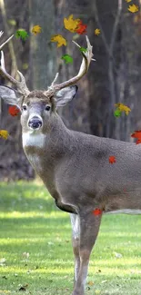 Majestic deer standing gracefully in a sunlit, serene forest landscape.