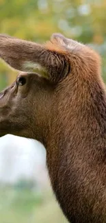 Side view of a deer with lush green background in serene nature.