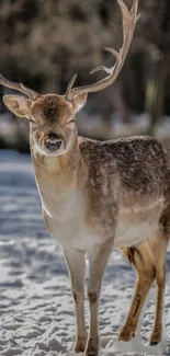 Majestic deer in a serene snowy landscape, perfect for mobile wallpaper.