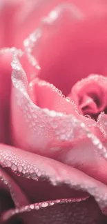 Close-up of a dewy pink rose with water droplets on its petals.
