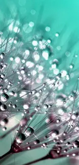 Close-up of dew-drops on plant, teal background.