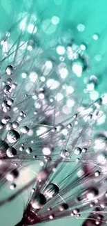 Elegant teal mobile wallpaper with dew-covered dandelion seeds.