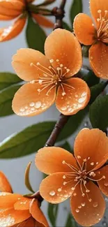 Orange flowers with dewdrops on leaves.