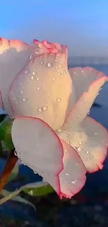 Dew-covered rose with light pink edges against a blue background.