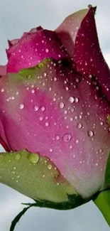 Pink rose with dew drops on a serene background.