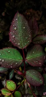 Close-up of green rose leaves with dewdrops in a dark, earthy setting.