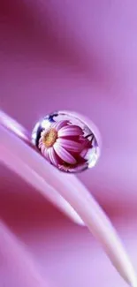 Purple flower with dewdrop on petal mobile wallpaper.