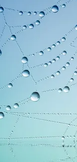 Spiderweb with dew drops on soft blue background.