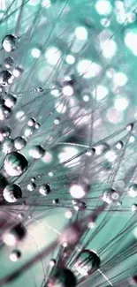 Close-up of dewdrops on plant strands with turquoise hue.