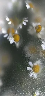 Dewy daisy flowers with water droplets on a gray background.