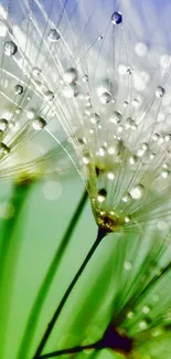 Delicate dandelions with dew drops on a calming green and lilac backdrop.