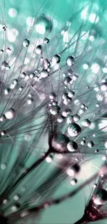 Close-up of a dewy dandelion with turquoise background.