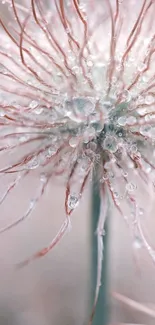 Close-up of a dewy flower with light pink hues and intricate details.