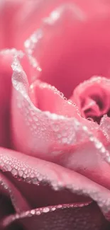 Close-up of a dewy pink rose with delicate petals and water droplets.