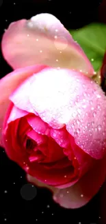 Dewy pink rose with dark background, elegant floral wallpaper.