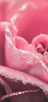 Close-up of a dewy pink rose with delicate petals and morning dew.