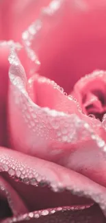 Dewy pink rose closeup with sparkling droplets.