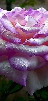 Beautiful purple rose with dewdrops on petals, perfect for mobile wallpaper.